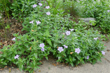 Load image into Gallery viewer, Ruellia humilis (Wild Petunia)
