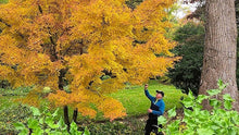 Load image into Gallery viewer, Japanese Maple 'Sango kaku'