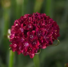 Load image into Gallery viewer, Armeria Dreameria® 'Hypnotic Dreams'