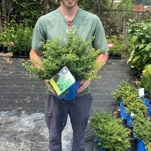 Load image into Gallery viewer, Japanese Holly 'Soft Touch'