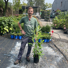 Load image into Gallery viewer, Magnolia 'Sweet Bay'