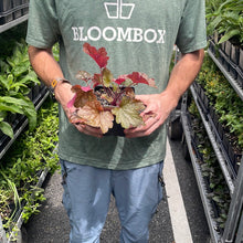 Load image into Gallery viewer, Heuchera 'Peach Flambe'