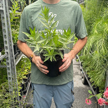 Load image into Gallery viewer, Amsonia 'Blue Ice'