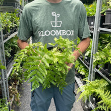Load image into Gallery viewer, Fern 'Cinnamon'