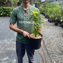 Load image into Gallery viewer, Ilex verticillata (Winterberry)