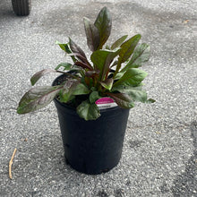 Load image into Gallery viewer, Penstemon 'Blackbeard'