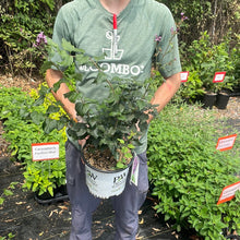 Load image into Gallery viewer, Lilac Bloomerang® Dark Purple