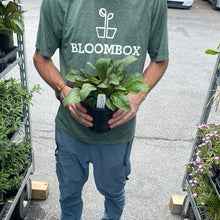 Load image into Gallery viewer, Penstemon 'Pocahontas'