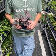 Load image into Gallery viewer, Heuchera 'Obsidian'