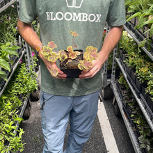 Load image into Gallery viewer, Heucherella 'Solar Eclipse'