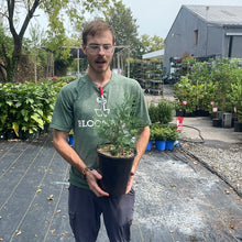 Load image into Gallery viewer, Eastern Red Cedar