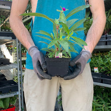 Load image into Gallery viewer, Gomphrena