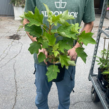 Load image into Gallery viewer, Hydrangea 'Munchkin'