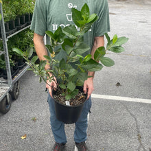 Load image into Gallery viewer, Black Chokeberry