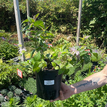 Load image into Gallery viewer, Monarda bradburiana