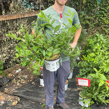 Load image into Gallery viewer, Sweetspire 'Scentlandia®'