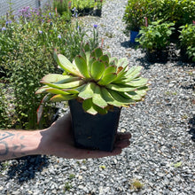 Load image into Gallery viewer, Sempervivum 'Carmen'