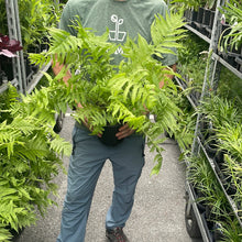 Load image into Gallery viewer, Fern 'Ostrich'
