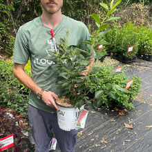 Load image into Gallery viewer, Ilex 'Berry Heavy'