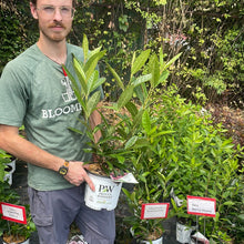 Load image into Gallery viewer, Viburnum Brandywine™