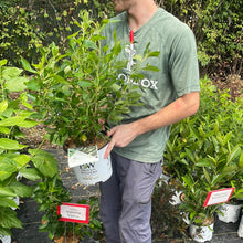 Load image into Gallery viewer, Clethra 'Vanilla Spice'