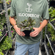 Load image into Gallery viewer, Ajuga 'Bronze Beauty'