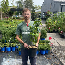 Load image into Gallery viewer, American Cranberry