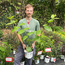 Load image into Gallery viewer, Calycanthus 'Aphrodite'