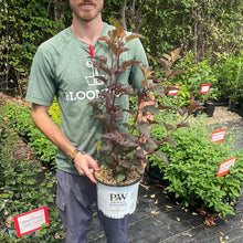 Load image into Gallery viewer, Physocarpus Ginger Wine®