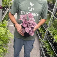 Load image into Gallery viewer, Heuchera 'Pink Panther'