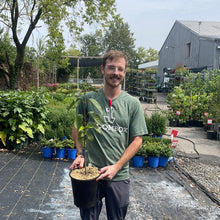 Load image into Gallery viewer, Viburnum lentago