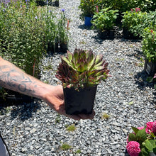 Load image into Gallery viewer, Sempervivum 'Black'