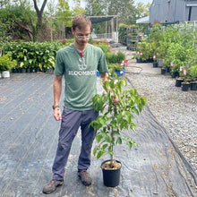 Load image into Gallery viewer, Kousa Flowering Dogwood