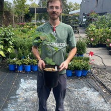 Load image into Gallery viewer, Eastern Redbud