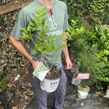 Load image into Gallery viewer, Ilex 'Mr. Poppins'
