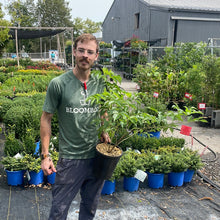 Load image into Gallery viewer, American Elderberry