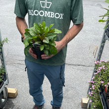 Load image into Gallery viewer, Penstemon 'Husker Red'