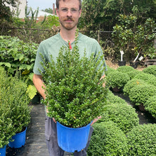 Load image into Gallery viewer, Ilex 'Steeds'