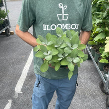 Load image into Gallery viewer, Herb Trio- Sage Berggarten