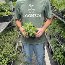 Load image into Gallery viewer, Salvia 'Bumblesky'