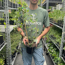 Load image into Gallery viewer, Lonicera 'Magnifica'