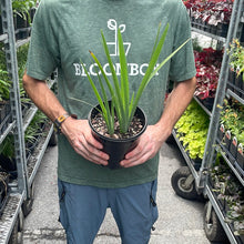 Load image into Gallery viewer, Iris fulva (Copper Iris)