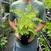 Load image into Gallery viewer, Fern 'Maidenhair'