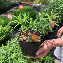 Load image into Gallery viewer, Asclepias tuberosa (Butterfly Weed)
