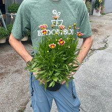 Load image into Gallery viewer, Coreopsis Li'l Bang™ 'Candy Stripes'