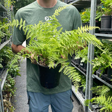 Load image into Gallery viewer, Fern 'Hayscented'