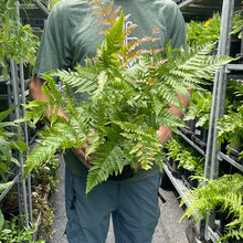 Load image into Gallery viewer, Fern 'Autumn'