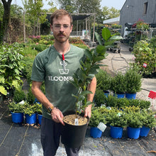 Load image into Gallery viewer, Black Chokeberry