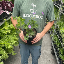 Load image into Gallery viewer, Geranium 'Rozanne'