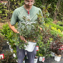 Load image into Gallery viewer, Ninebark 'Summer Wine'